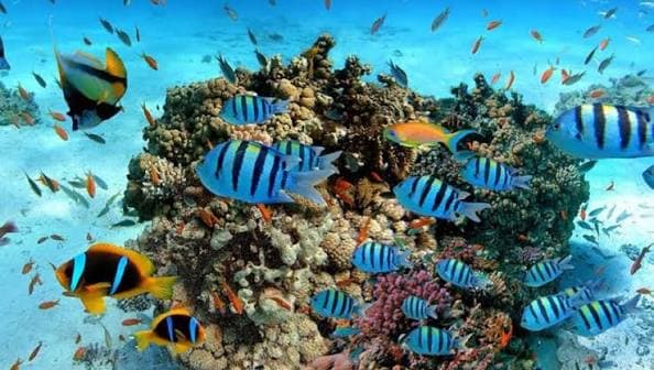 Coral reef and marine life near Hikkaduwa