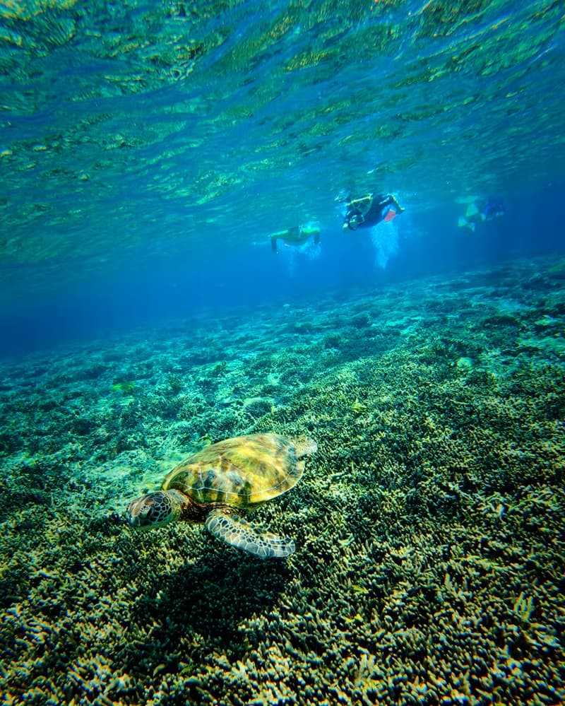 Snorkelling experience in Hikkaduwa