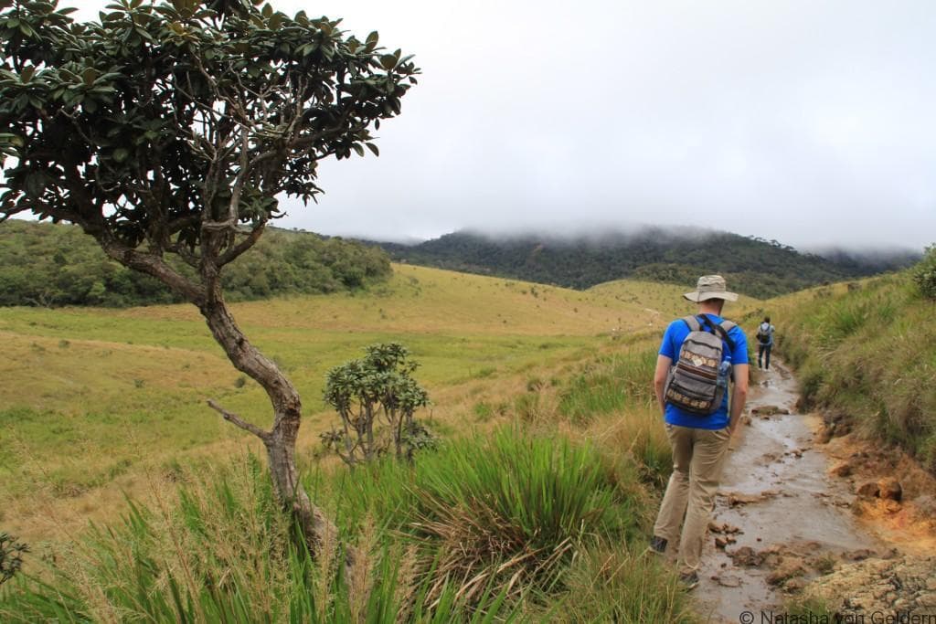 Walking trail through Horton Plains National Park