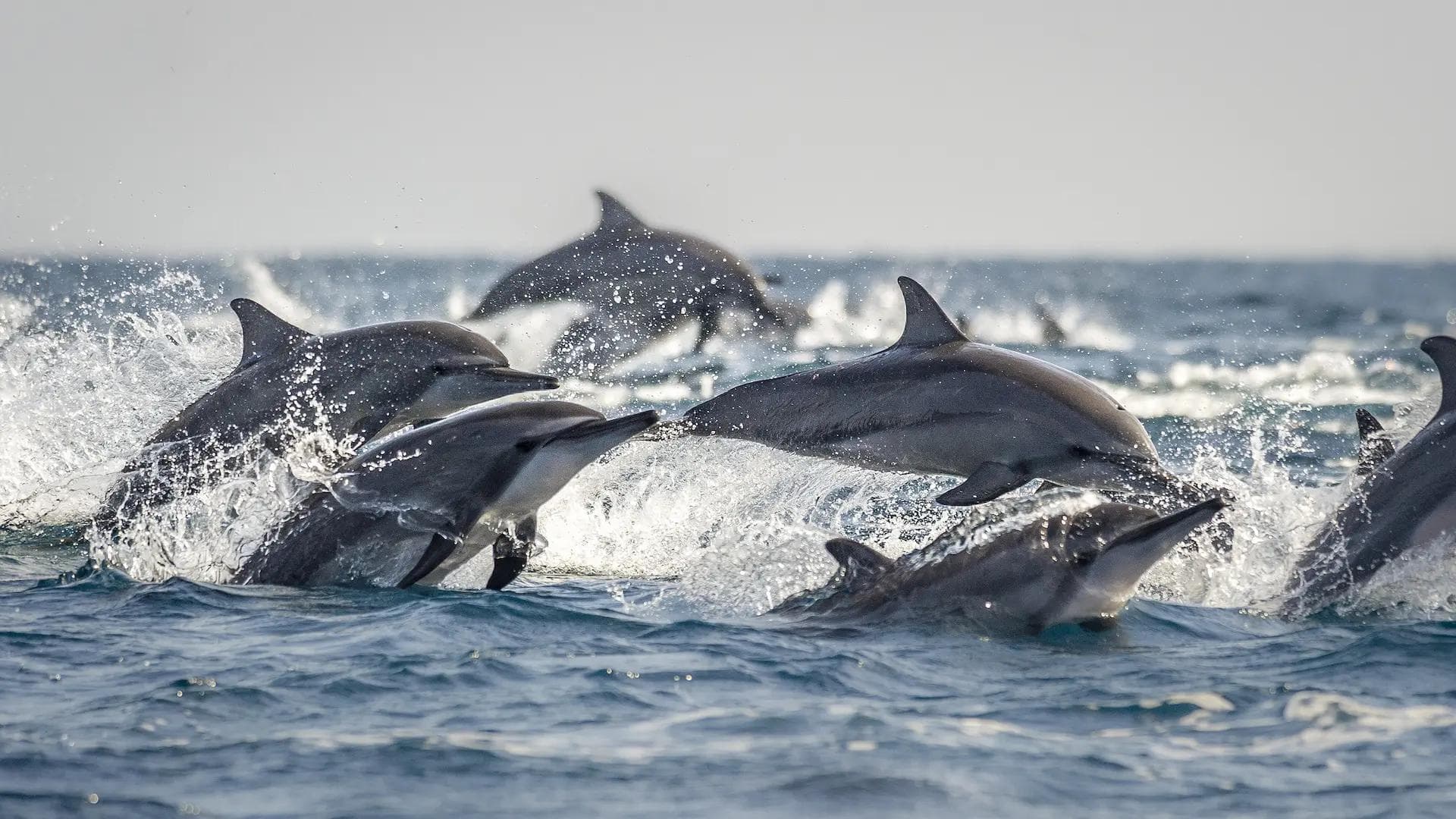 Whale watching experience near Kalpitiya Sri Lanka