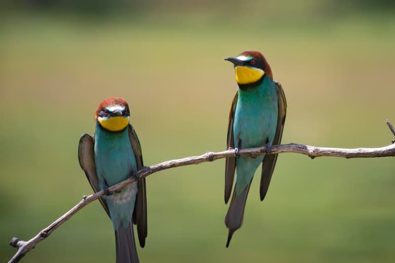 Birdlife in the forest landscape around Minneriya