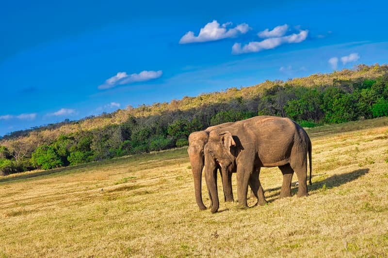 Wild elephant in the landscape of Hurulu Eco Park