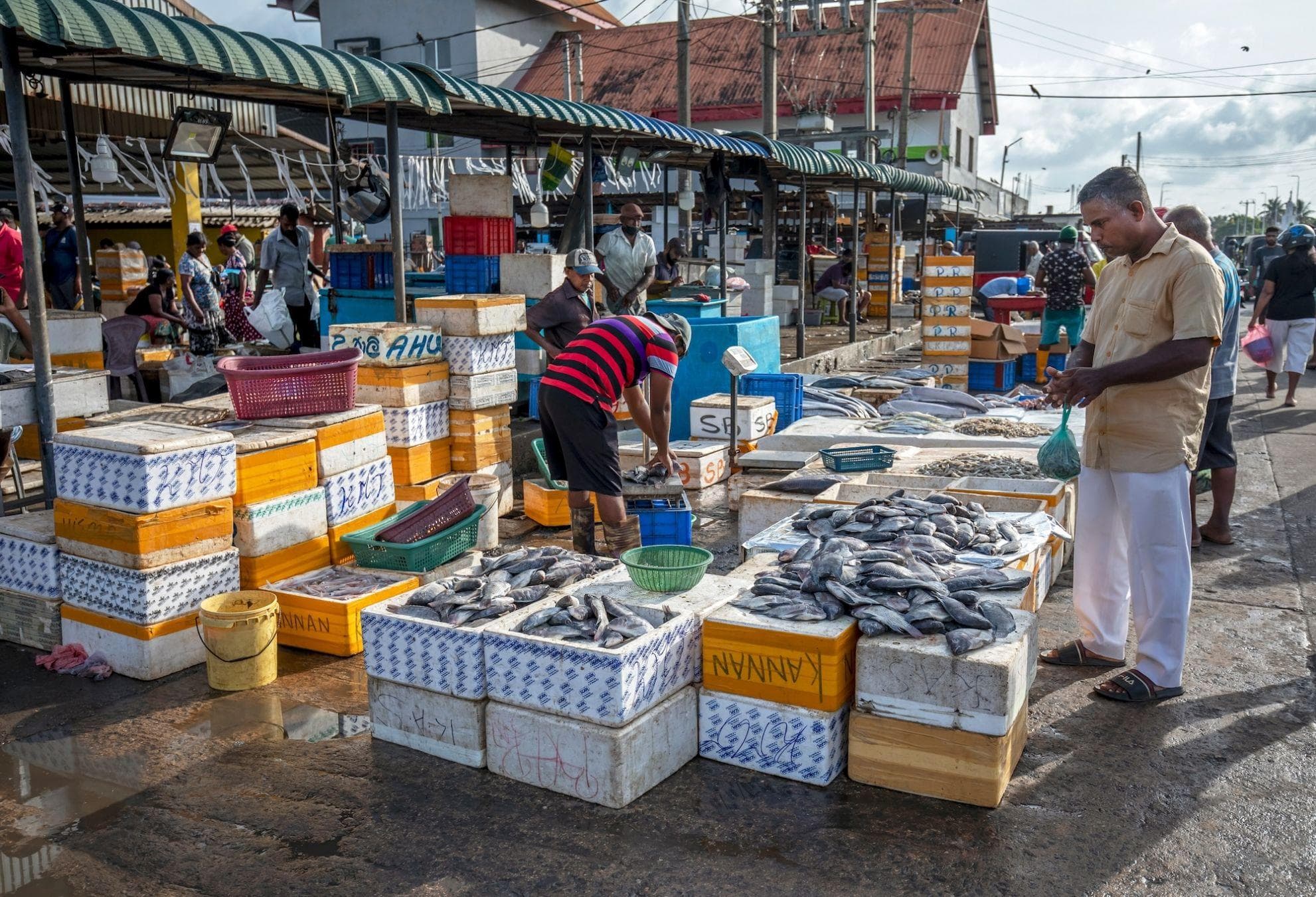 Fish market and fishing culture in Negombo Sri Lanka
