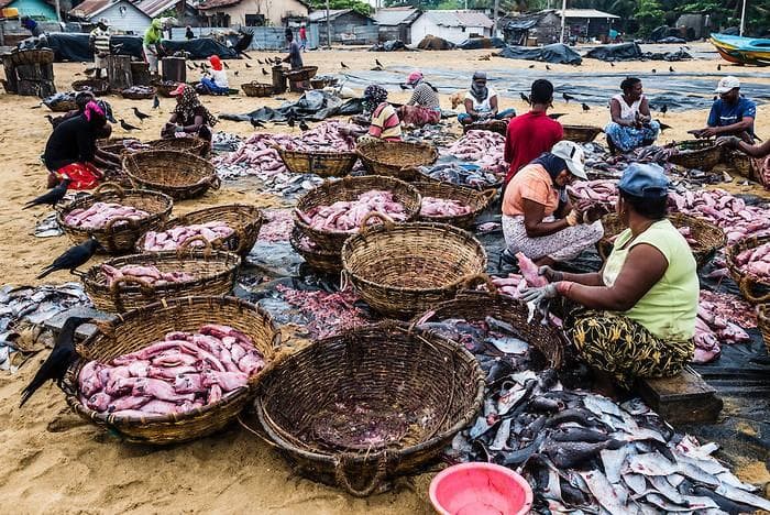 Traditional fishing boats in Negombo Sri Lanka