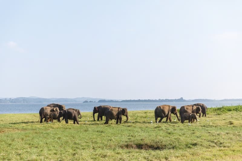 Wild elephants in Minneriya National Park