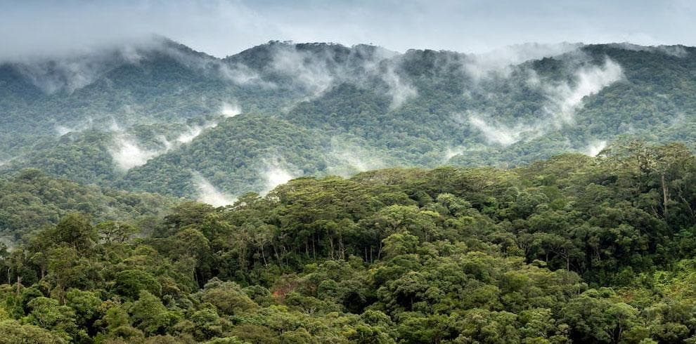 Misty rainforest canopy at Sinharaja Sri Lanka