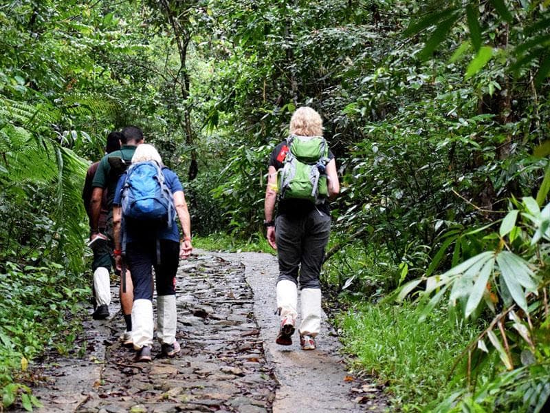 Walking trail through Sinharaja Rainforest Sri Lanka
