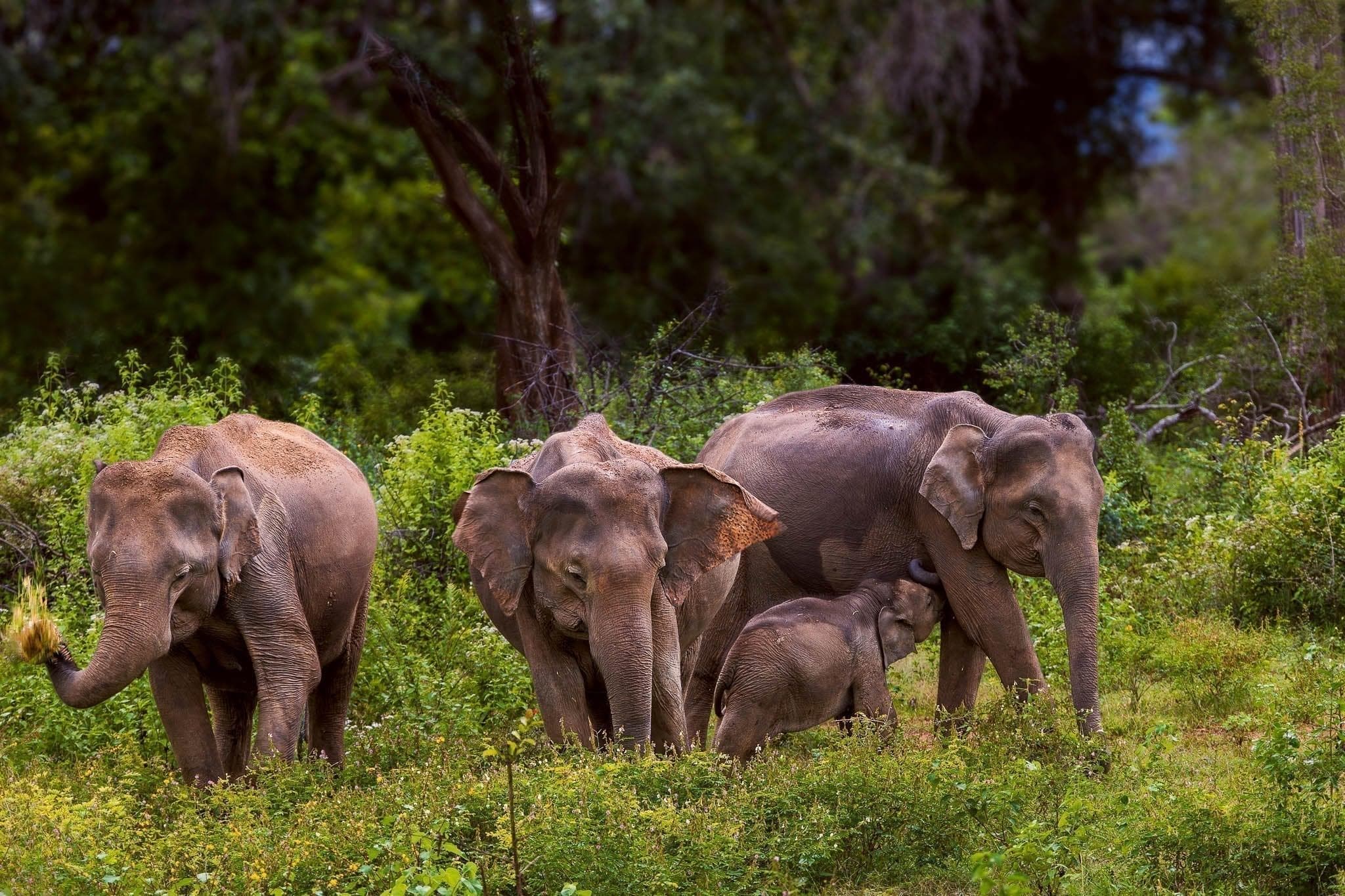 Young elephants in the Udawalawe area