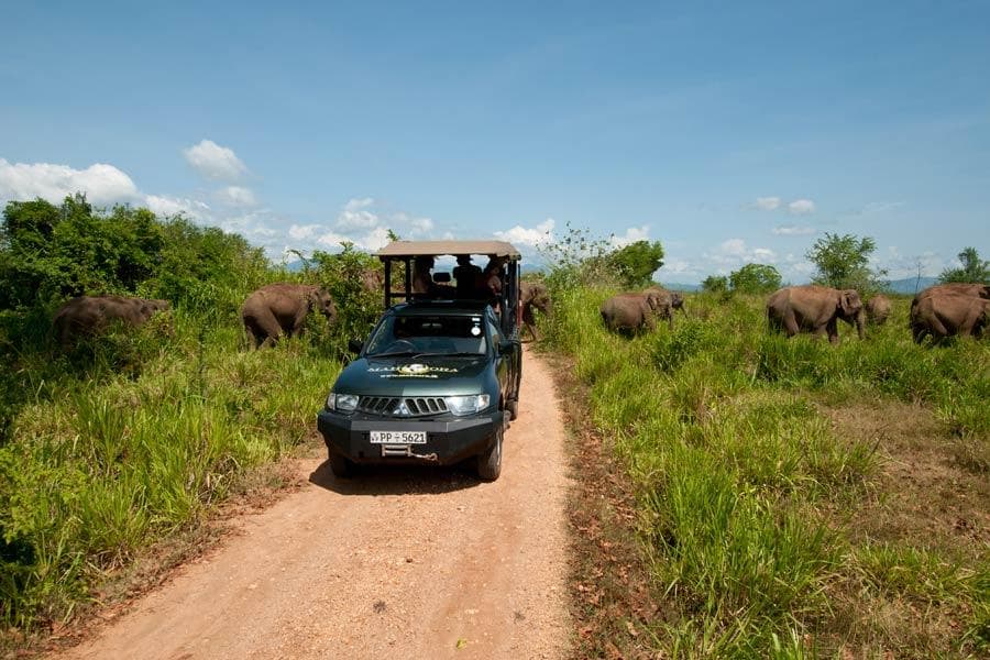 Safari vehicle travelling through Udawalawe National Park