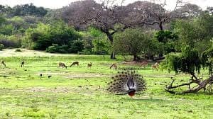 Colourful birdlife inside Yala National Park
