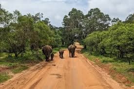 Elephants walking through Yala National Park