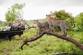 Sri Lankan leopard resting inside Yala National Park