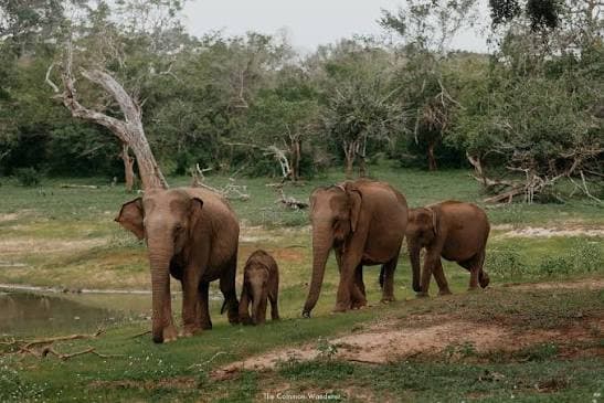 Wildlife near water representing natural habitats in Wilpattu
