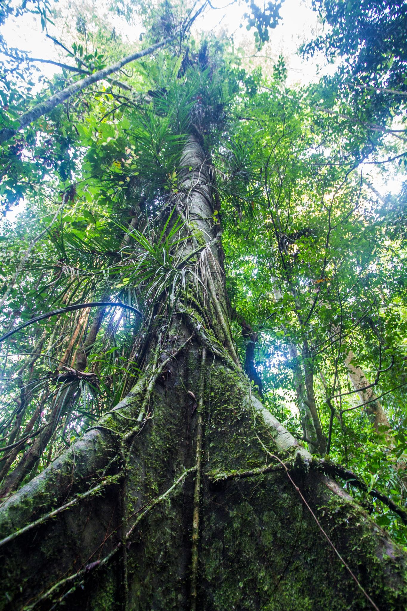 Tropical rainforest landscape in Sinharaja Forest Reserve