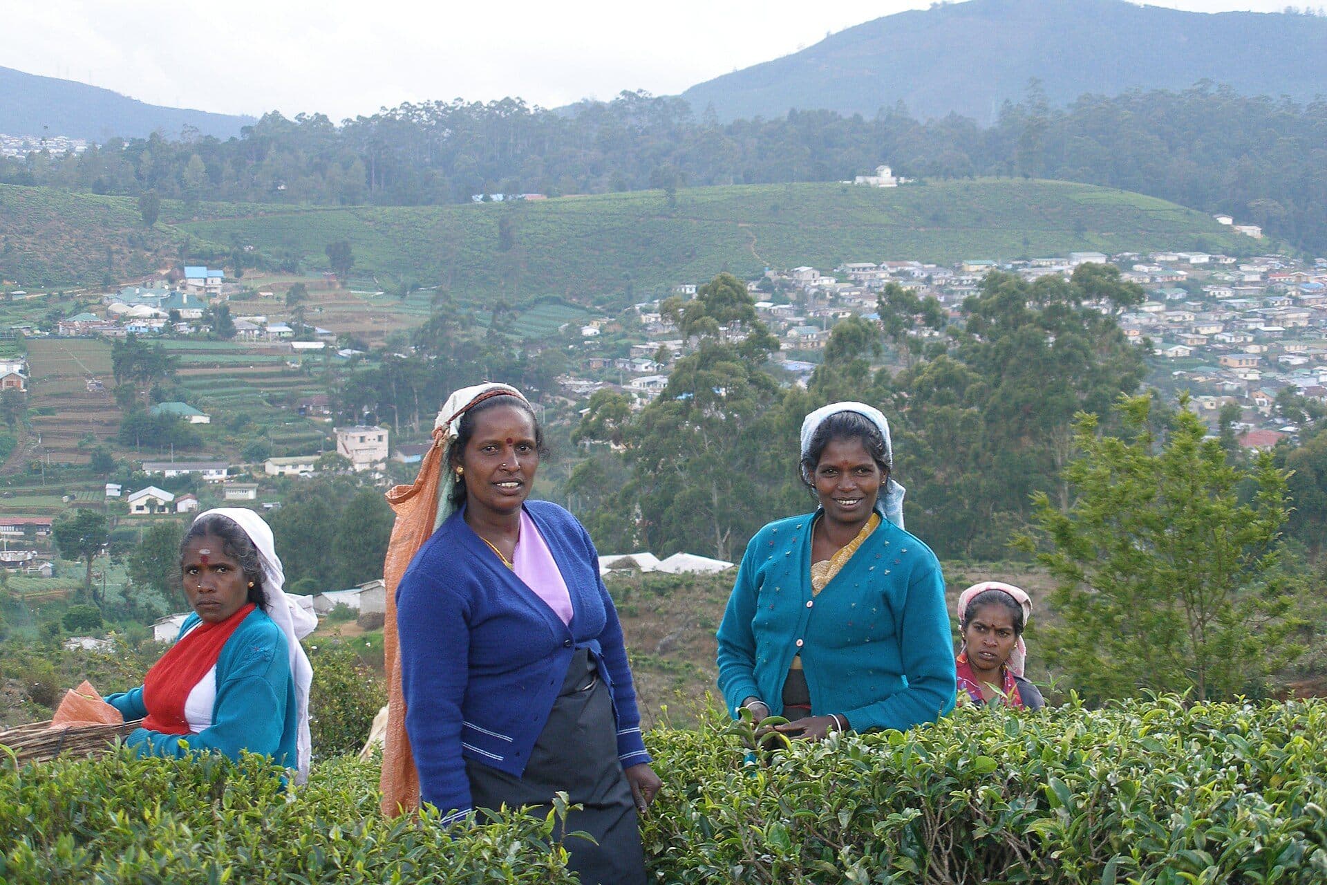 Green tea plantations in the mountains near Nuwara Eliya, Sri Lanka