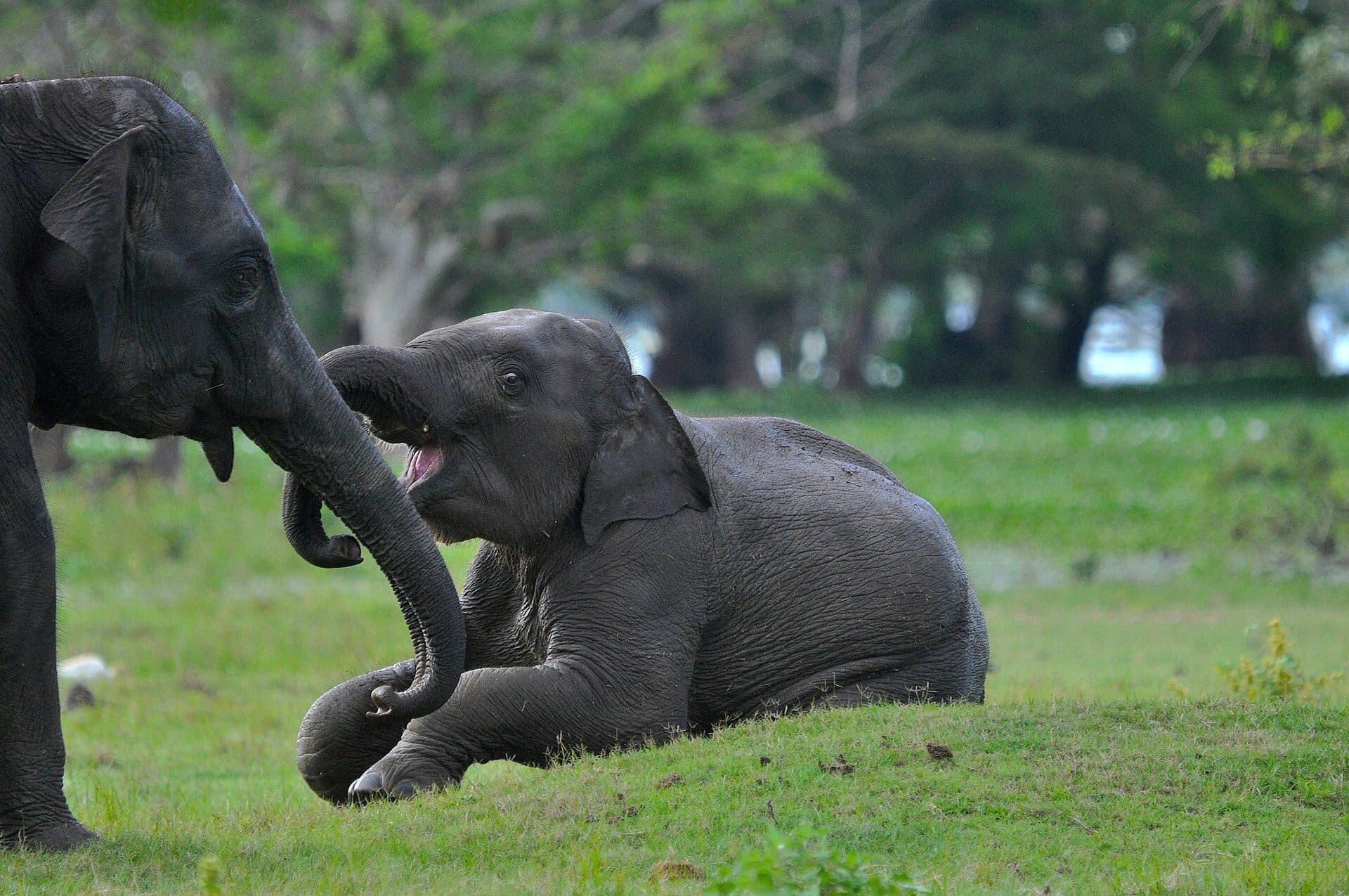 Wild elephants in Yala National Park in Sri Lanka