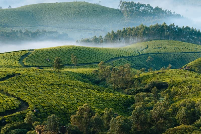 Tea plantations and mountain scenery surrounding Ella
