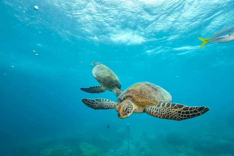Sea turtle in the waters around Hikkaduwa