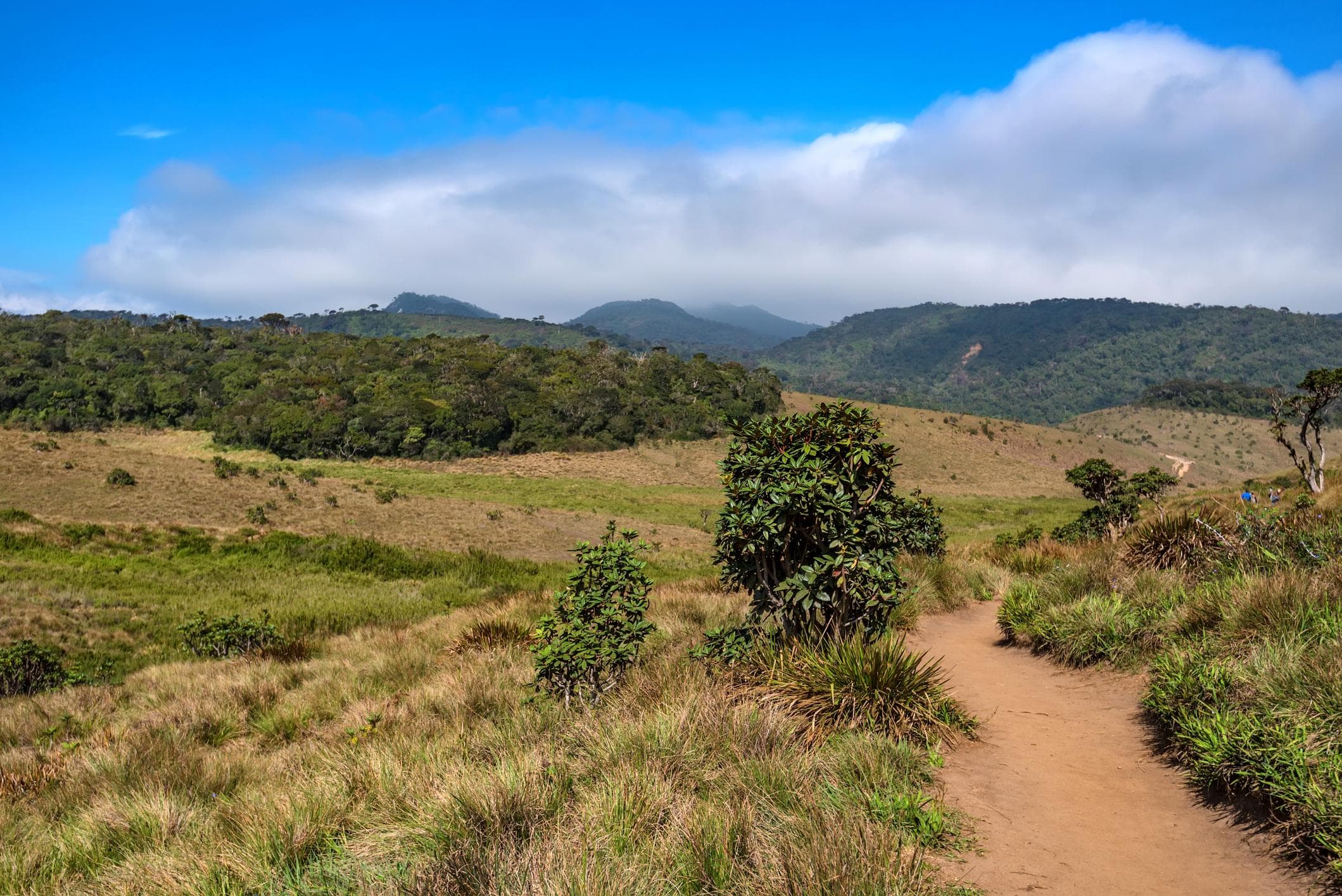 Cloud forest and grassland scenery in Horton Plains