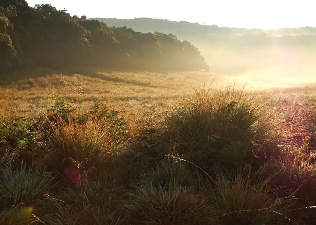 Early morning mist across Horton Plains National Park