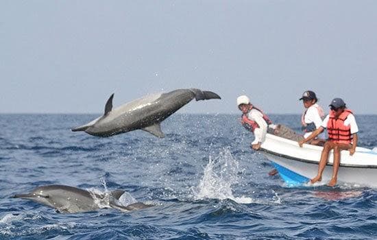 Dolphins in the waters off Kalpitiya Sri Lanka
