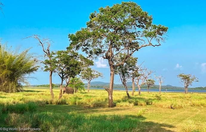 Open grassland and natural landscape of Minneriya National Park