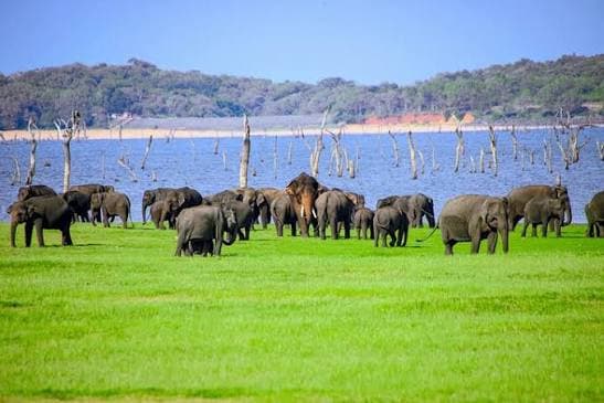 Wild elephants near the reservoir during a Minneriya wildlife safari