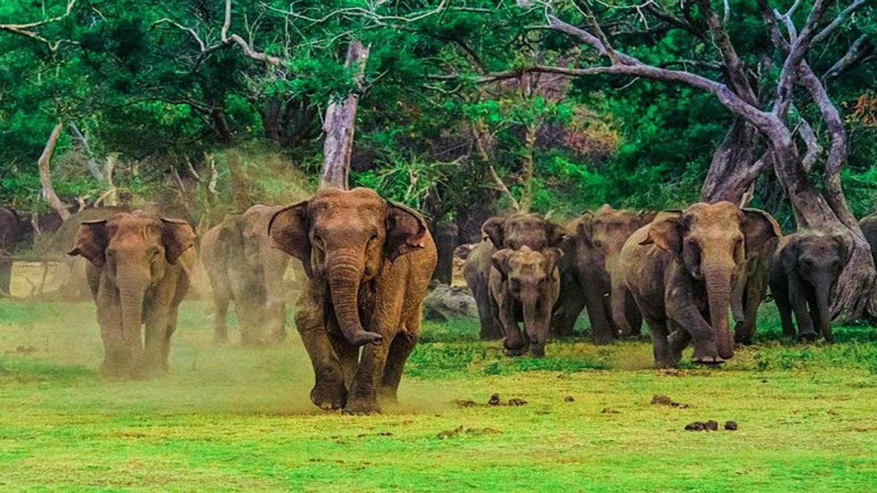 Wild elephants in Udawalawe National Park Sri Lanka