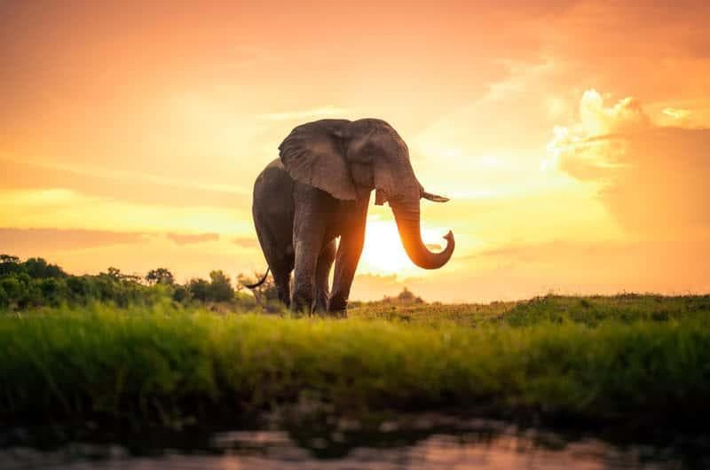 Elephant and sunset landscape at Udawalawe Sri Lanka